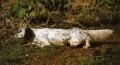 Setter Anglais ISARD DES RIVES DU HAOU Setter Anglais ISARD DES RIVES DU HAOU